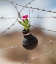 West-Bank-garden-of-tear-gas-grenades--537x357